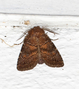 Skyggefly (Rusina ferruginea)