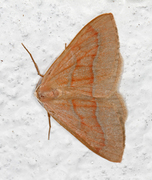 Barskogmåler (Hylaea fasciaria)