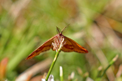 Purpurmåler (Lythria cruentaria)