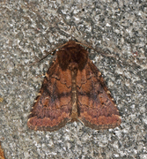 Skyggefly (Rusina ferruginea)