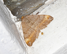 Furubuemåler (Macaria liturata)
