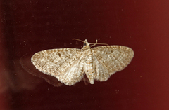 Grumset dvergmåler (Eupithecia subfuscata)