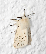 Punkttigerspinner (Spilosoma lubricipeda)