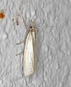 Sølvnebbmott (Crambus perlella)