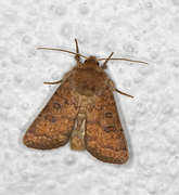 Lyst ringurtefly (Hoplodrina octogenaria)