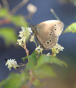 Gullringvinge (Aphantopus hyperantus)