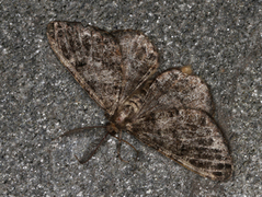 Granbarkmåler (Deileptenia ribeata)