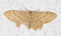 Vinkelengmåler (Idaea aversata)