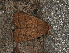 Lyst ringurtefly (Hoplodrina octogenaria)