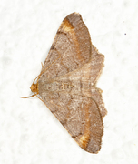 Furubuemåler (Macaria liturata)