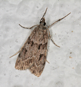 Junimosemott (Scoparia ambigualis)