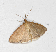 Marimjelleengmott (Anania fuscalis)