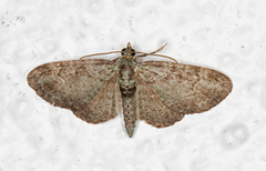 Epleblomstmåler (Pasiphila rectangulata)