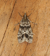 Båndmosemott (Eudonia mercurella)