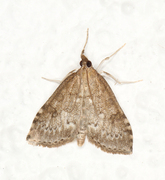 Buskengmott (Udea prunalis)