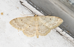 Randengmåler (Idaea biselata)