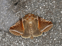 Prakthalvspinner (Habrosyne pyritoides)