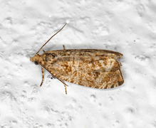 Engprydvikler (Celypha cespitana)