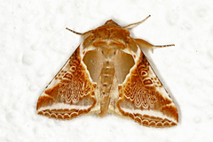 Prakthalvspinner (Habrosyne pyritoides)