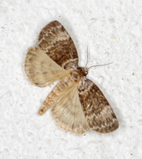 Bjørkehalvspinner (Tetheella fluctuosa)