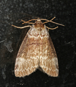 Bjørkehalvspinner (Tetheella fluctuosa)