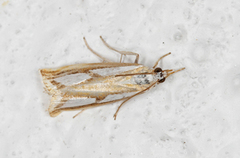 Treflekket nebbmott (Catoptria permutatella)