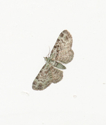 Epleblomstmåler (Pasiphila rectangulata)