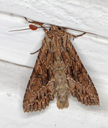 Stort engfly (Apamea monoglypha)