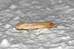 Dunkjevleglansmøll (Limnaecia phragmitella)