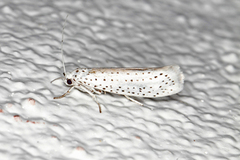 Heggspinnmøll (Yponomeuta evonymella)