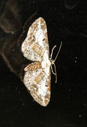 Burotdvergmåler (Eupithecia succenturiata)