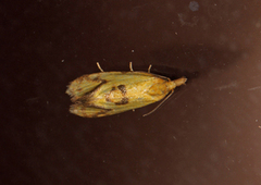 Vinkelpraktvikler (Agapeta hamana)