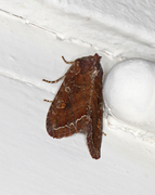 Hagelundfly (Lacanobia oleracea)