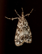 Skogmosemott (Eudonia lacustrata)