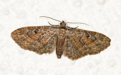 Rustdvergmåler (Eupithecia icterata)