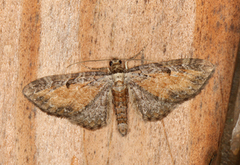 Rustdvergmåler (Eupithecia icterata)