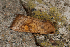 Stengelfly (Amphipoea)