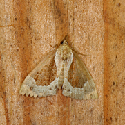 Blåbærnebbfly (Hypena crassalis)