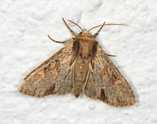 Kileengfly (Apamea crenata)