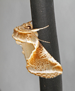 Prakthalvspinner (Habrosyne pyritoides)