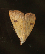 Gult nebbfly (Rivula sericealis)