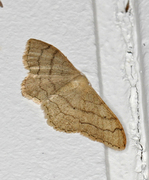 Vinkelengmåler (Idaea aversata)