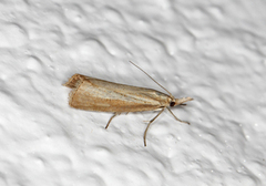 Blek nebbmott (Agriphila straminella)