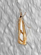 Treflekket nebbmott (Catoptria permutatellus)