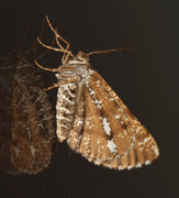 Furumåler (Bupalus piniaria)