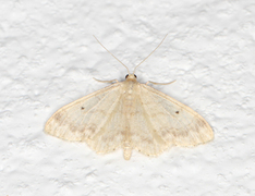 Randengmåler (Idaea biselata)