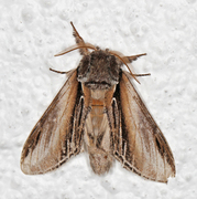 Seljetannspinner (Pheosia tremula)