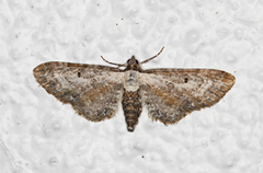 Burotdvergmåler (Eupithecia succenturiata)