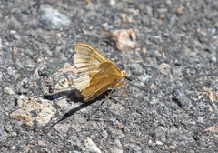 Gullmåler (Camptogramma bilineata)