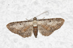 Burotdvergmåler (Eupithecia succenturiata)